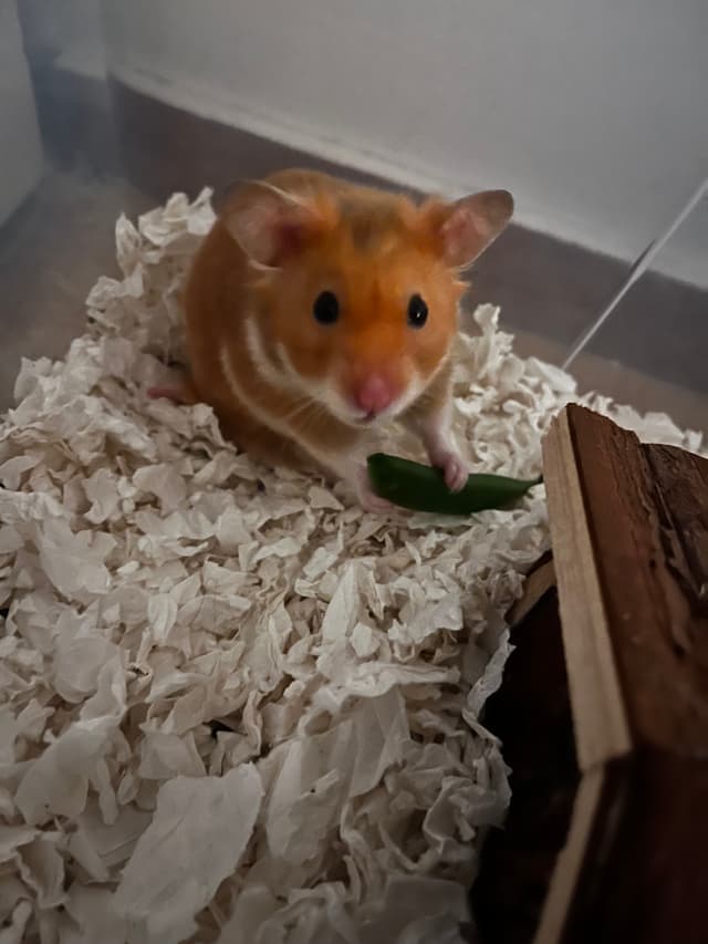 Intelligent Replanning Drone Swarm simulation codebase structure